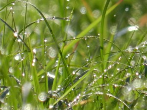 Dew