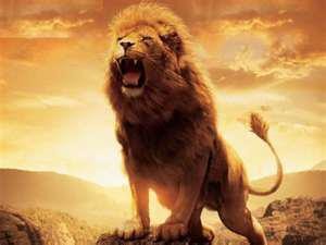 Lion Roaring